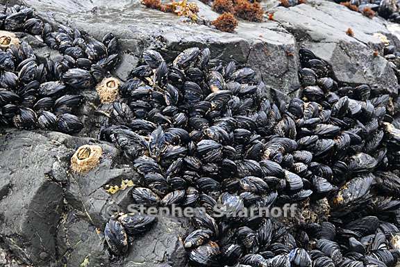 mussel bed 1 graphic